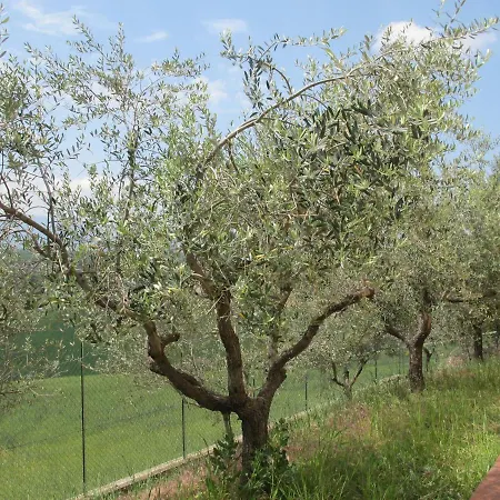 Aromi Di Casa Pianella (Pescara)